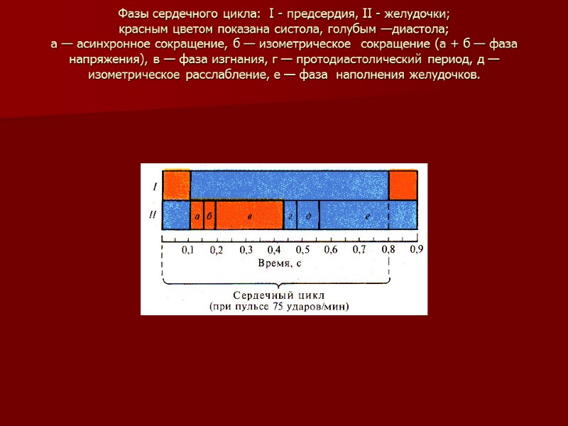 Фазы сердечного цикла:  I - предсердия, II - желудочки;  красным цветом показана